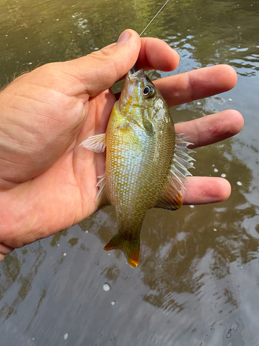Redbreast Sunfish