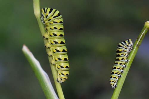 Black Swallowtail