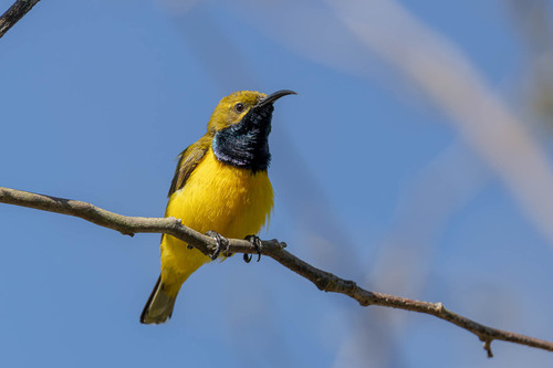 Sahul Sunbird