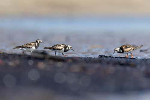 Ruddy Turnstone
