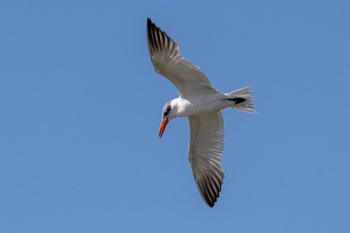 Caspian Tern