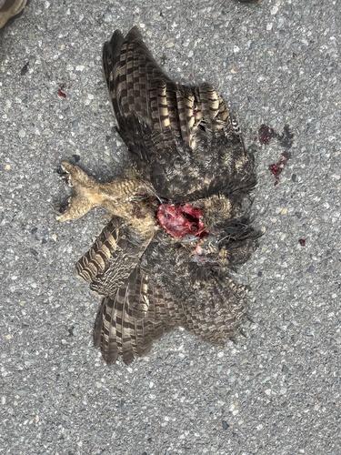 Great Horned Owl