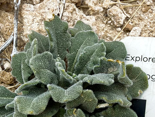 wedgeleaf draba