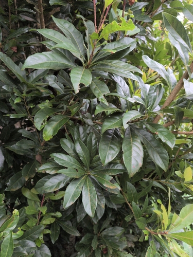 Chinese Bayberry