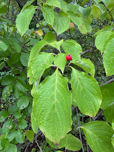 flowering dogwood