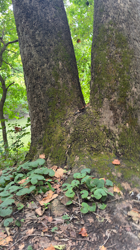 American sycamore