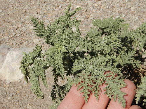Hedosyne ambrosiifolia