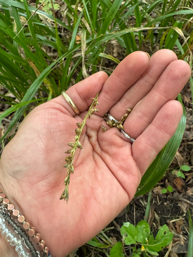 Beak Grass