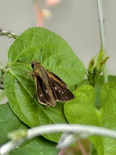Oriental Straight Swift