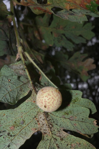 Speckled Gall Wasp