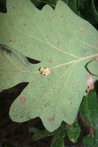 Clustered Gall Wasp