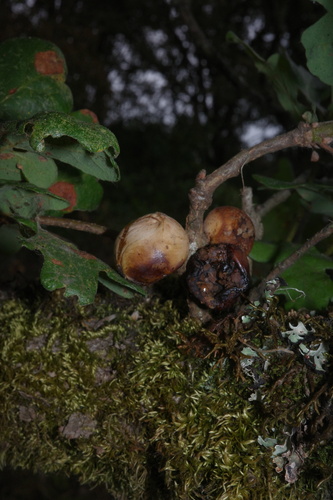 California Gall Wasp