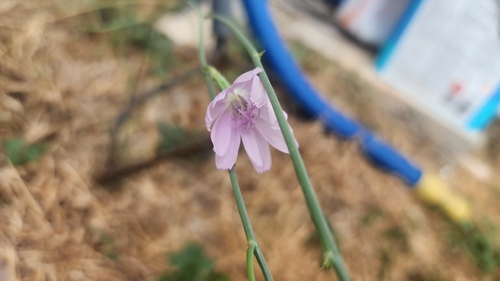 Texas Skeleton Plant