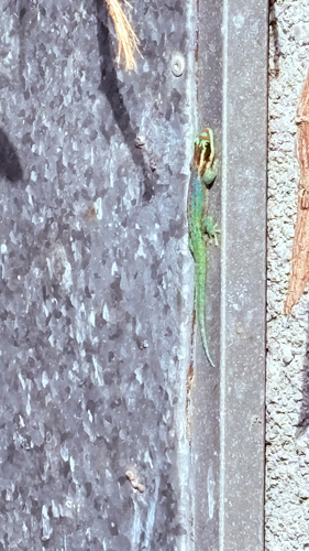 Ornate Day Gecko