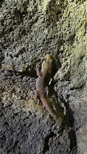 Spotted House Gecko