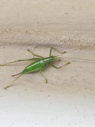 Southern Oak Bush-cricket