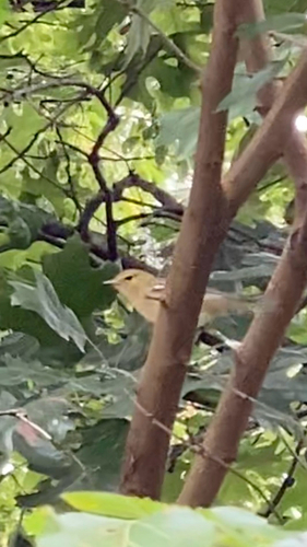 Bay-breasted Warbler