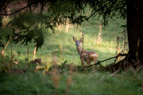Western Roe Deer