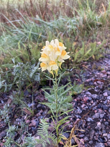 common toadflax