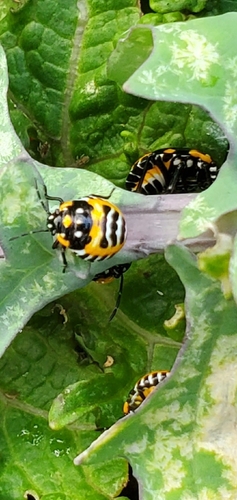 Harlequin Bug
