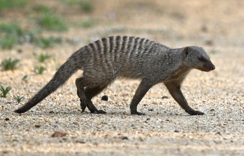 Banded Mongoose