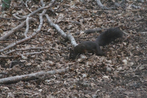 Eurasian Red Squirrel