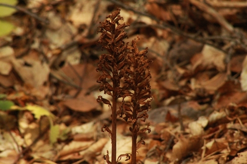 bird's-nest orchid