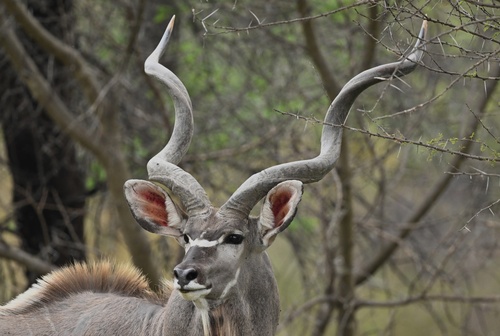 Greater Kudu