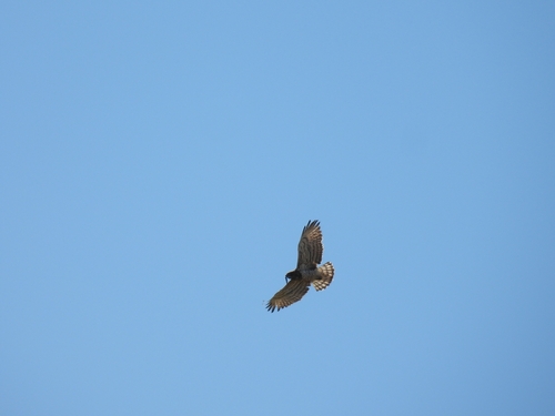 Short-toed Snake-Eagle