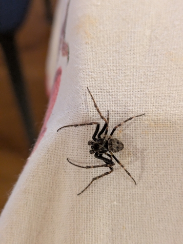 Walnut Orbweaver