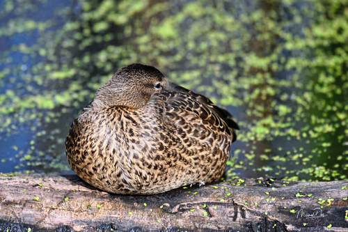Mallard