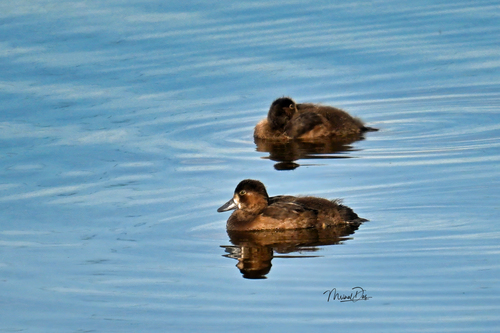 Greater Scaup