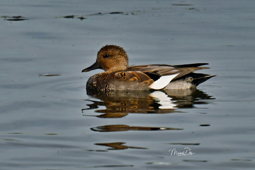 Gadwall