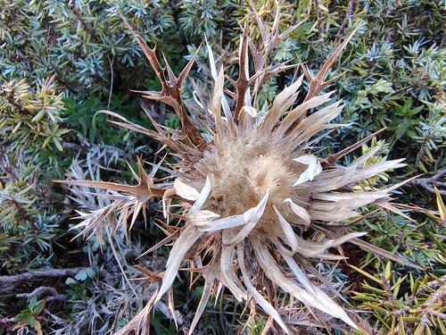 Carlina acaulis caulescens