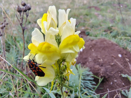 Spilostethus saxatilis