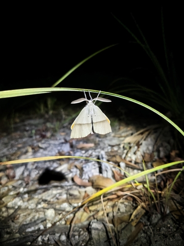Fallen Bark Looper