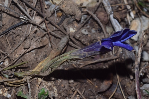 Fringe-flowered Gentian