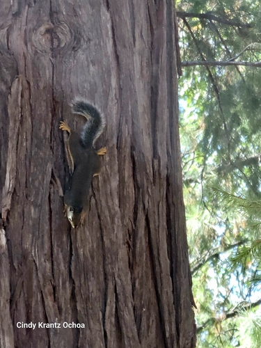 Douglas's Squirrel