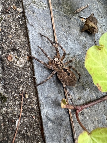 Mediterranean Spiny False Wolf Spider