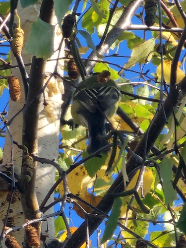 Great Tit