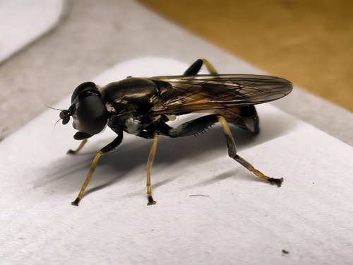 Orange-belted Leafwalker