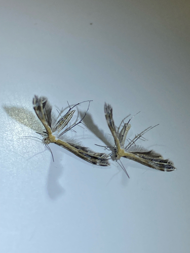 Stangeia xerodes