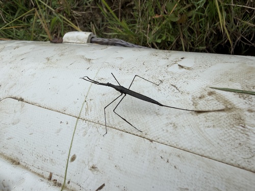 Eurasian Water Stick Insect