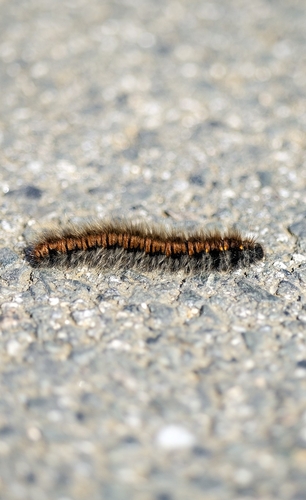 Fox Moth