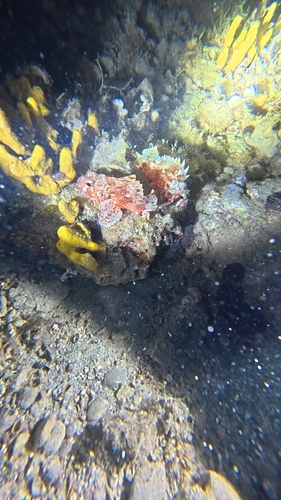 Small Red Scorpionfish