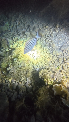 Sharpsnout Seabream