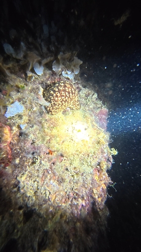 Variable Sea Cucumber