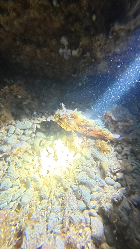 Black Scorpionfish