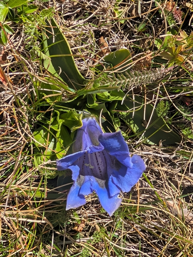trumpet gentian
