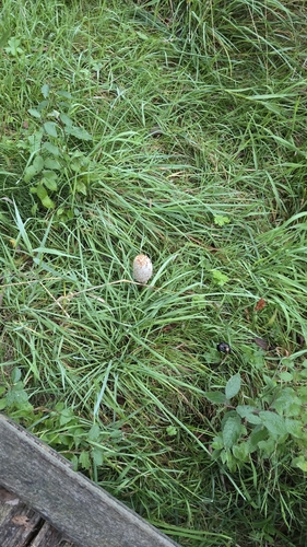 Shaggy Mane